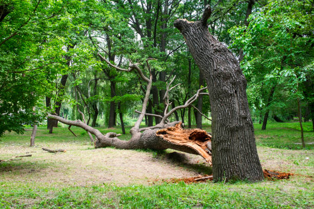 Best Seasonal Cleanup (Spring/Fall)  in Omaha, NE