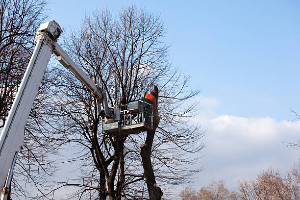 Best Tree Removal  in Omaha, NE